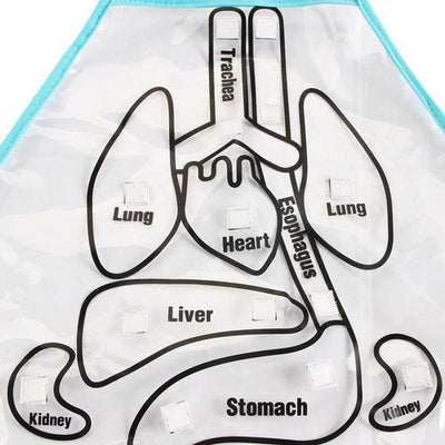 New Body Anatomy Apron - crmores.com